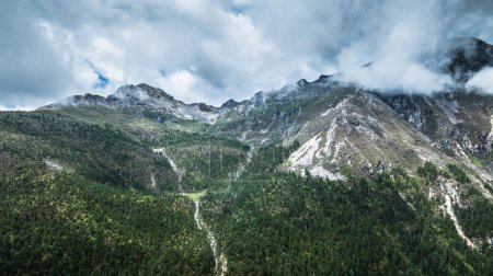 Téléchargez les photos : Vue aérienne de pins dans un magnifique paysage forestier - en image libre de droit
