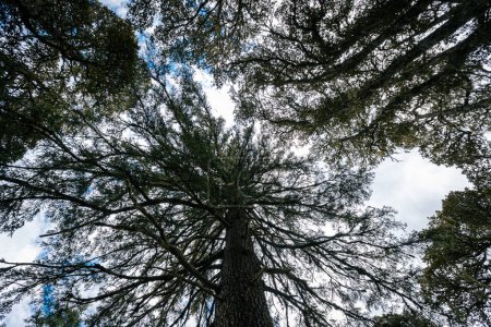 Photo for A huge pine tree trunk looking up in high altitude forest - Royalty Free Image