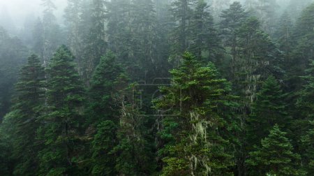 Foto de Hermoso paisaje de bosque de pinos brumosos en Sichuan, China - Imagen libre de derechos