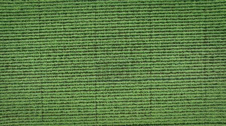 Photo for Aerial view of sugarcane plants growing at field - Royalty Free Image