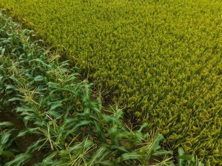 Foto de Cultivo de grano de arroz en otoño - Imagen libre de derechos
