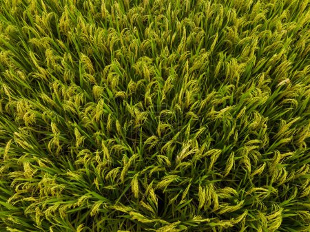 Téléchargez les photos : Grains de riz cultivés dans les champs d'automne - en image libre de droit