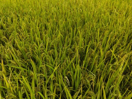 Photo for Rice grain growing in autumn field - Royalty Free Image