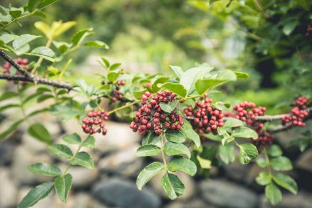 Photo for Sichuan Peppercorn grow on tree - Royalty Free Image