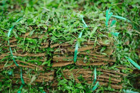 Photo for Bunch of turf grass for sale - Royalty Free Image
