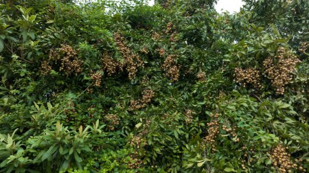 Téléchargez les photos : Longan fruits en croissance sur l'arbre en été - en image libre de droit