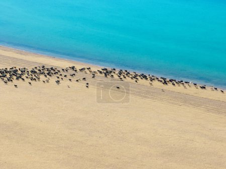 Photo for Aerial view of sheep pasture in Tibet,China - Royalty Free Image