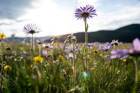 Photo for Tatarian Aster flowers blooming in high altitude grassland, China - Royalty Free Image