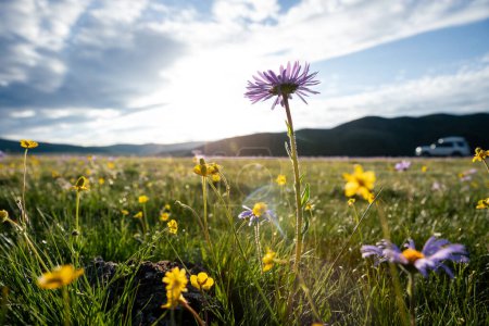 Téléchargez les photos : Fleurs d'aster tatare fleurissant dans les prairies de haute altitude, Chine - en image libre de droit