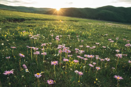 Téléchargez les photos : Fleurs d'aster tatare fleurissant dans les prairies de haute altitude, Chine - en image libre de droit
