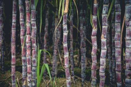 Photo for Sugarcane plants grow in field - Royalty Free Image