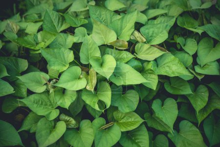 Photo for Green sweet potato leaves in growth at garden - Royalty Free Image