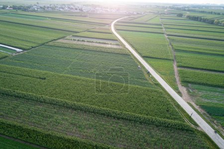 Téléchargez les photos : Vue aérienne du champ de légumes en Chine du Nord - en image libre de droit