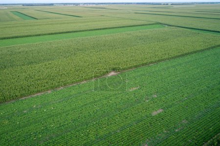 Téléchargez les photos : Vue aérienne du champ de légumes en Chine du Nord - en image libre de droit