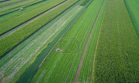 Photo for Aerial view of the vegetable field in northern china - Royalty Free Image
