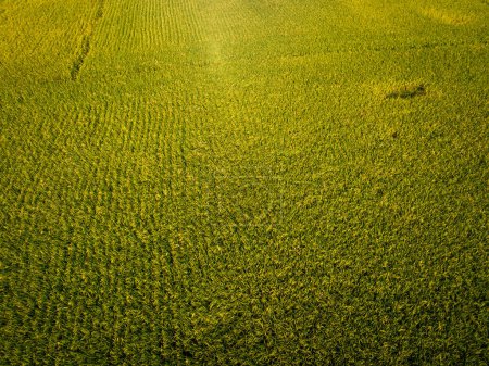Téléchargez les photos : Vue aérienne du champ de blé vert - en image libre de droit
