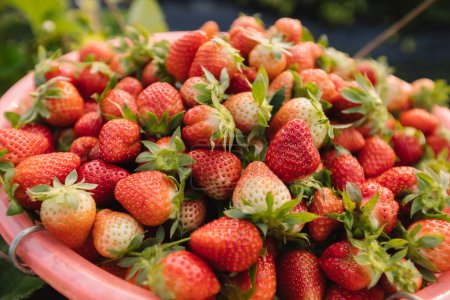 Téléchargez les photos : Récolte des fraises dans le jardin de printemps - en image libre de droit