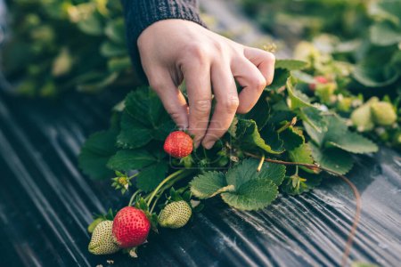 Téléchargez les photos : Cueillette à la main des fraises dans le jardin de printemps - en image libre de droit