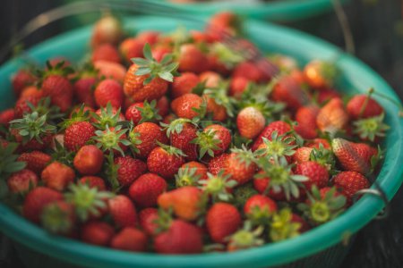 Téléchargez les photos : Récolte des fraises dans le jardin de printemps - en image libre de droit