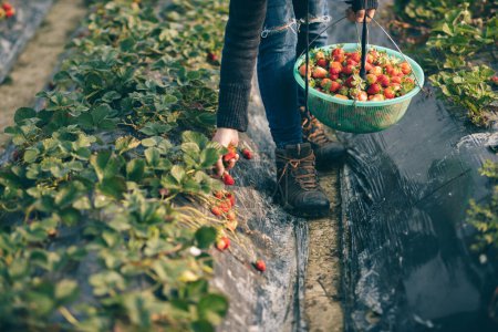 Foto de Recoger frutas de fresa en el jardín de primavera - Imagen libre de derechos