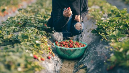 Photo for Picking strawberry fruits in spring garden - Royalty Free Image