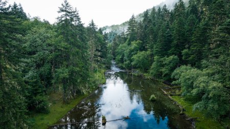 Téléchargez les photos : Vue aérienne de pins dans un magnifique paysage forestier - en image libre de droit