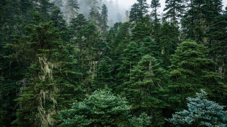 Téléchargez les photos : Beau paysage forestier dans le Sichuan, Chine - en image libre de droit