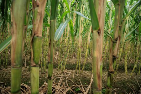 Foto de Las plantas de caña de azúcar crecen en el campo - Imagen libre de derechos