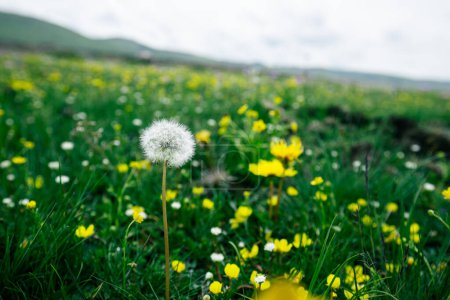 Téléchargez les photos : Fleurs fleurissant dans les prairies de haute altitude, Chine - en image libre de droit