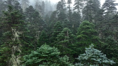 Foto de Hermoso paisaje forestal en Sichuan, China - Imagen libre de derechos