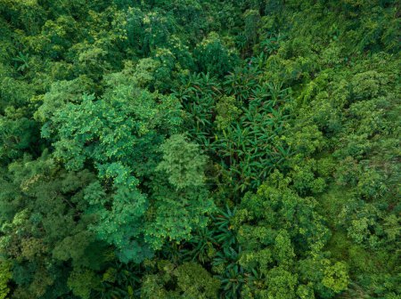 Foto de Vista aérea del bosque tropical en verano - Imagen libre de derechos