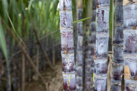 Téléchargez les photos : Les plantes de canne à sucre poussent dans les champs - en image libre de droit