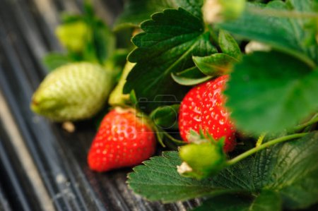 Photo for Strawberry fruits in growth in garden - Royalty Free Image