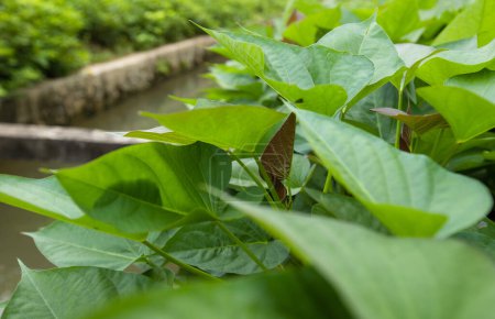 Téléchargez les photos : Pommes de terre douces vertes en croissance au jardin - en image libre de droit