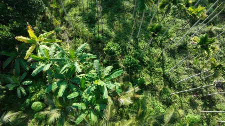 Téléchargez les photos : Beau paysage de forêt de palmiers - en image libre de droit