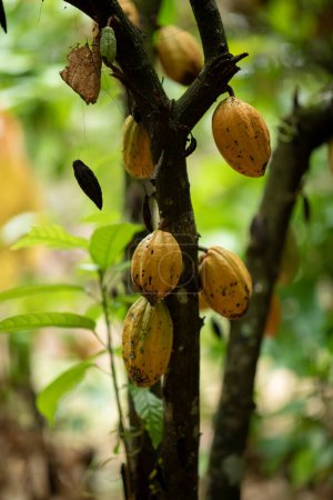 Photo for Cocoa pods grow on tree - Royalty Free Image