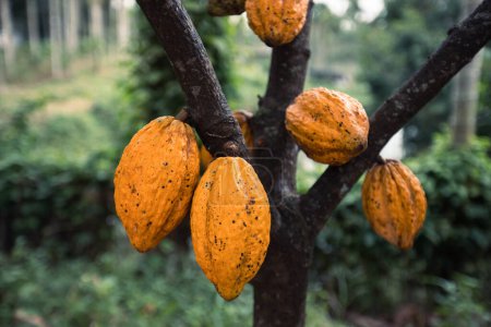 Téléchargez les photos : Les gousses de cacao poussent sur l'arbre - en image libre de droit
