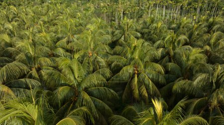 Téléchargez les photos : Roi noix de coco fruits poussent sur l'arbre - en image libre de droit