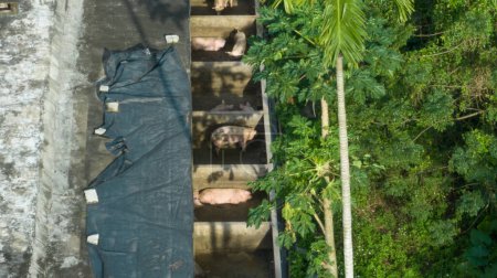 Téléchargez les photos : L'élevage porcin en forêt tropicale - en image libre de droit