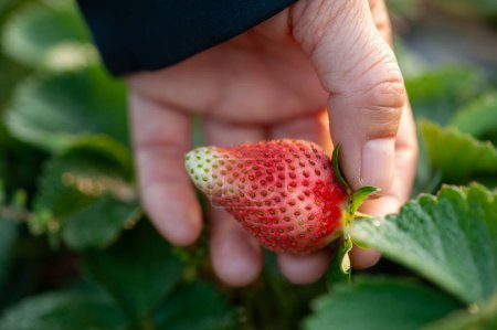 Téléchargez les photos : Cueillette à la main des fraises dans le jardin de printemps - en image libre de droit