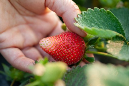 Photo for Hand picking strawberry fruit in spring garden - Royalty Free Image