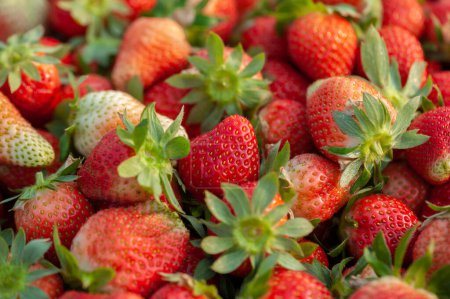 Foto de Frutas frescas de fresa roja como fondo - Imagen libre de derechos