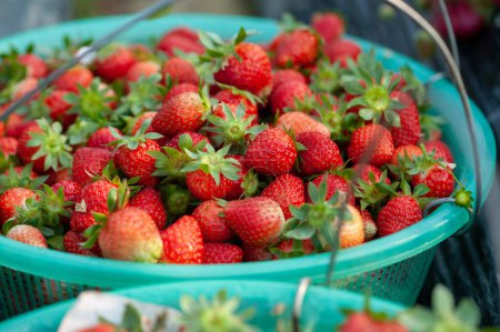 Photo for Fresh red  strawberry fruits in basket - Royalty Free Image