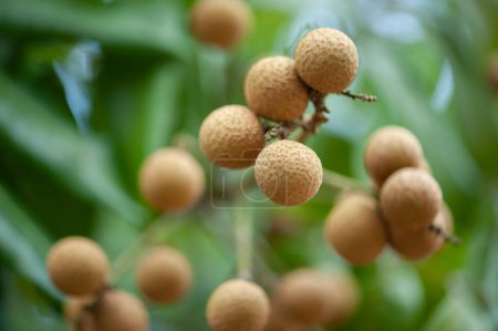 Photo for Longan fruit in growth on tree in summer - Royalty Free Image