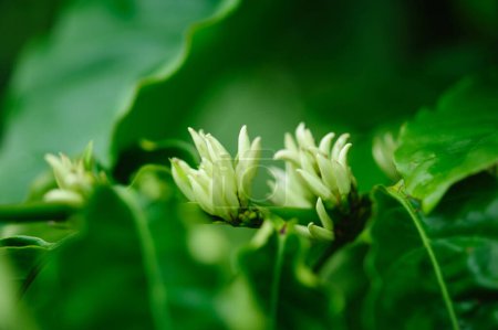 Foto de Flores de grano de café crecen en el árbol - Imagen libre de derechos