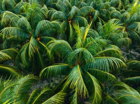 Téléchargez les photos : Vue aérienne de la ferme de cocotiers roi - en image libre de droit