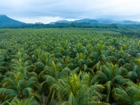 Photo for Palm trees with coconut grow on it in field - Royalty Free Image