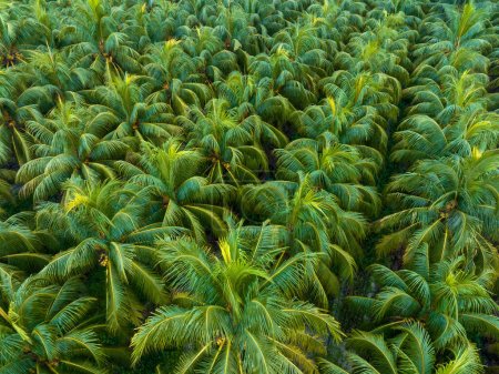 Téléchargez les photos : Palmiers avec noix de coco poussent sur elle dans le champ - en image libre de droit