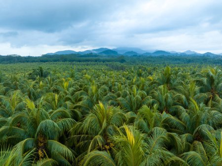 Téléchargez les photos : Palmiers avec noix de coco poussent sur elle dans le champ - en image libre de droit