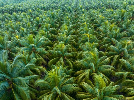 Palmen mit Kokosnuss wachsen auf dem Feld